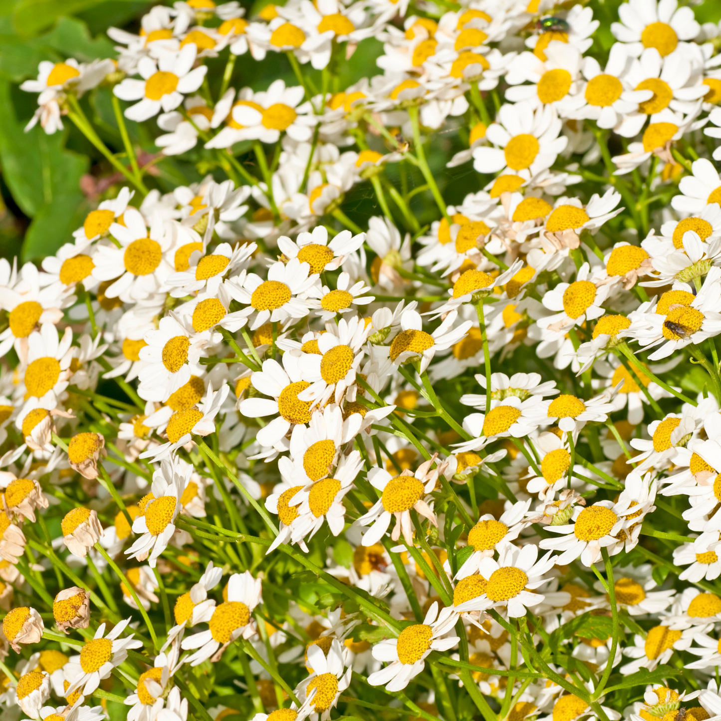 Witchy Pooh's Feverfew Herb For Protection Rituals from Disease and Evil