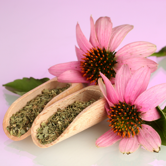 Witchy Pooh's Echinacea Purpurea Loose Leaf Herbal Tea Unlocking Nature's Warrior Within Caffeine Free