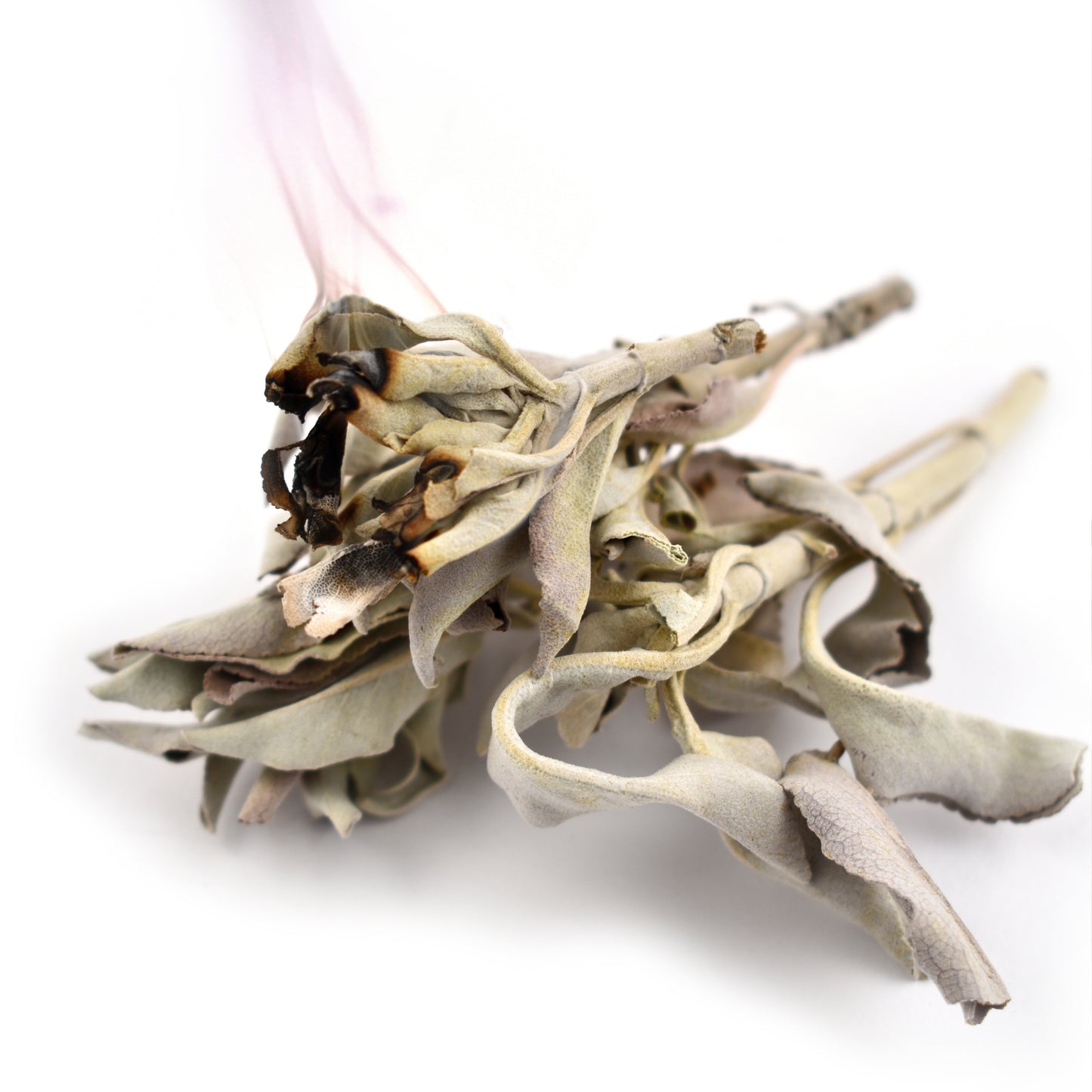 Witchy Pooh's White Sage Whole Leaf for Smudging, Purification and Ritual