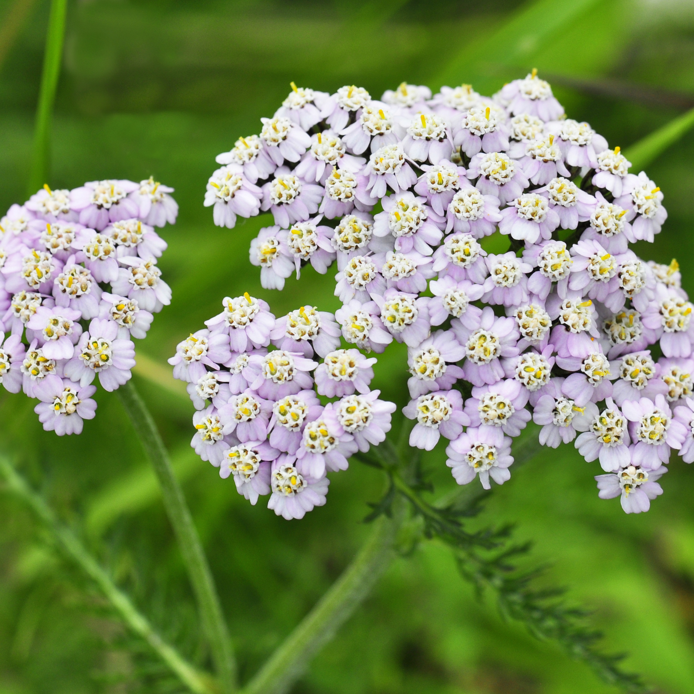 Witchy Pooh's Yarrow Flowers Herb For Topical Wound Healing, Heighten Senses for Ritual and Intuition