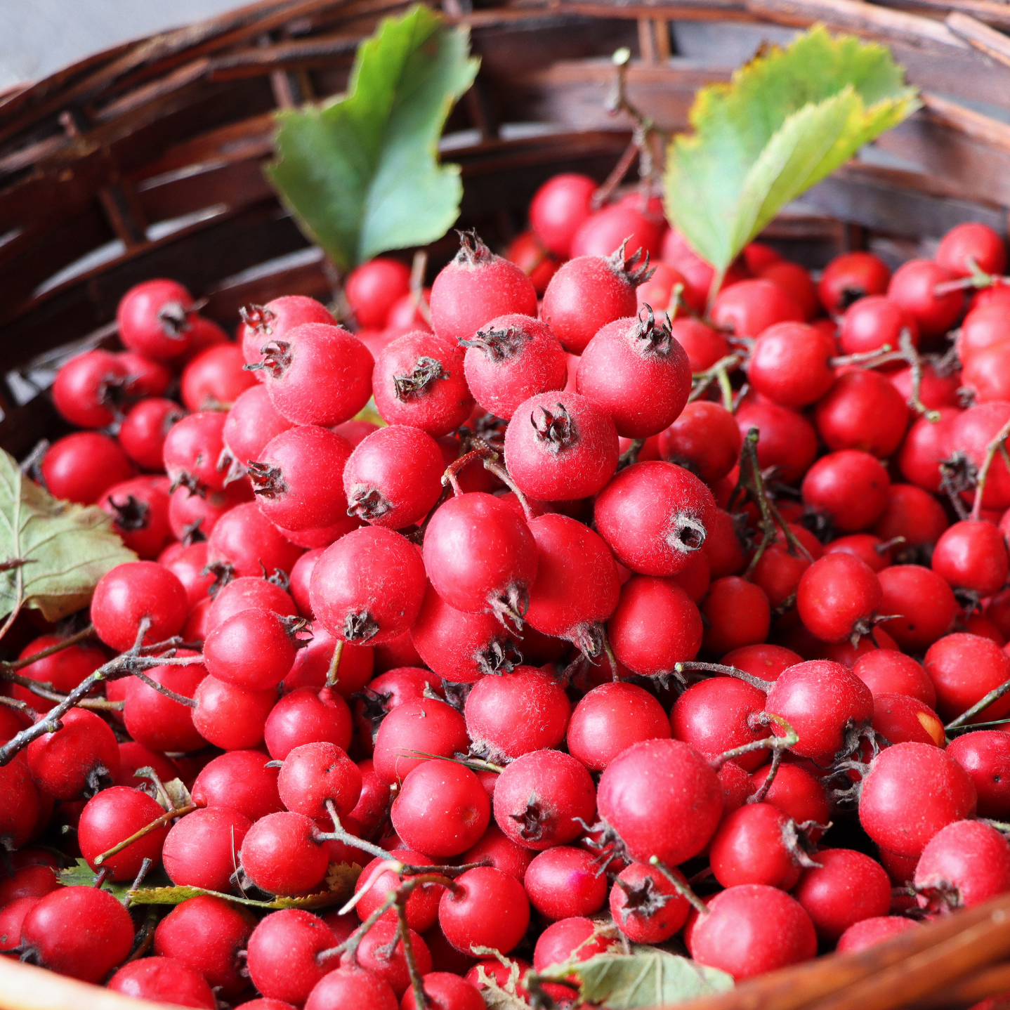 Witchy Pooh's Hawthorn Berries For Rituals to Guide The Deceased to the Afterlife and Connection to the Fairy Realm