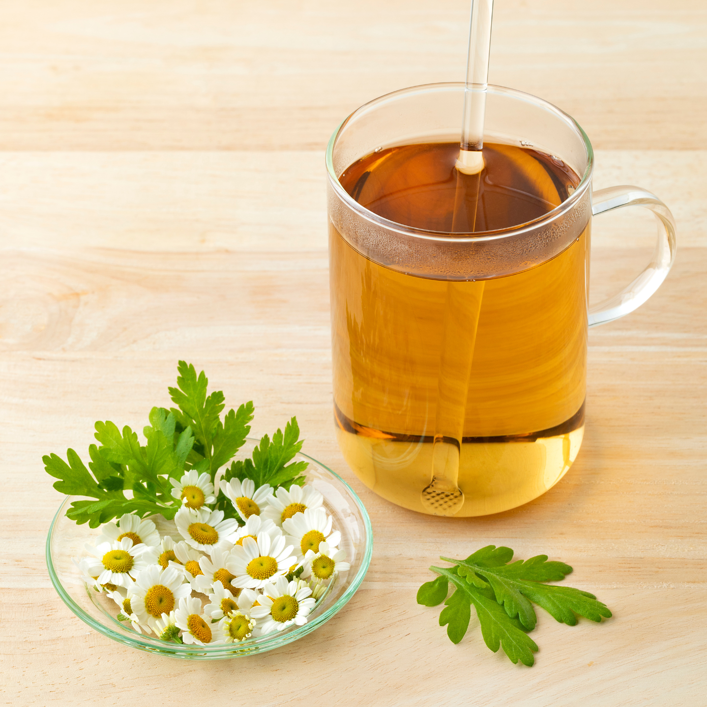 Witchy Pooh's Feverfew Herb For Protection Rituals from Disease and Evil