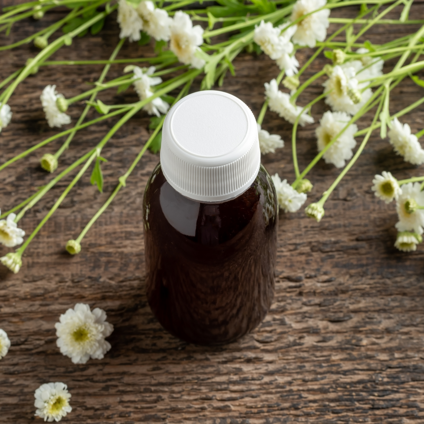 Feverfew Herb For Protection Rituals from Disease