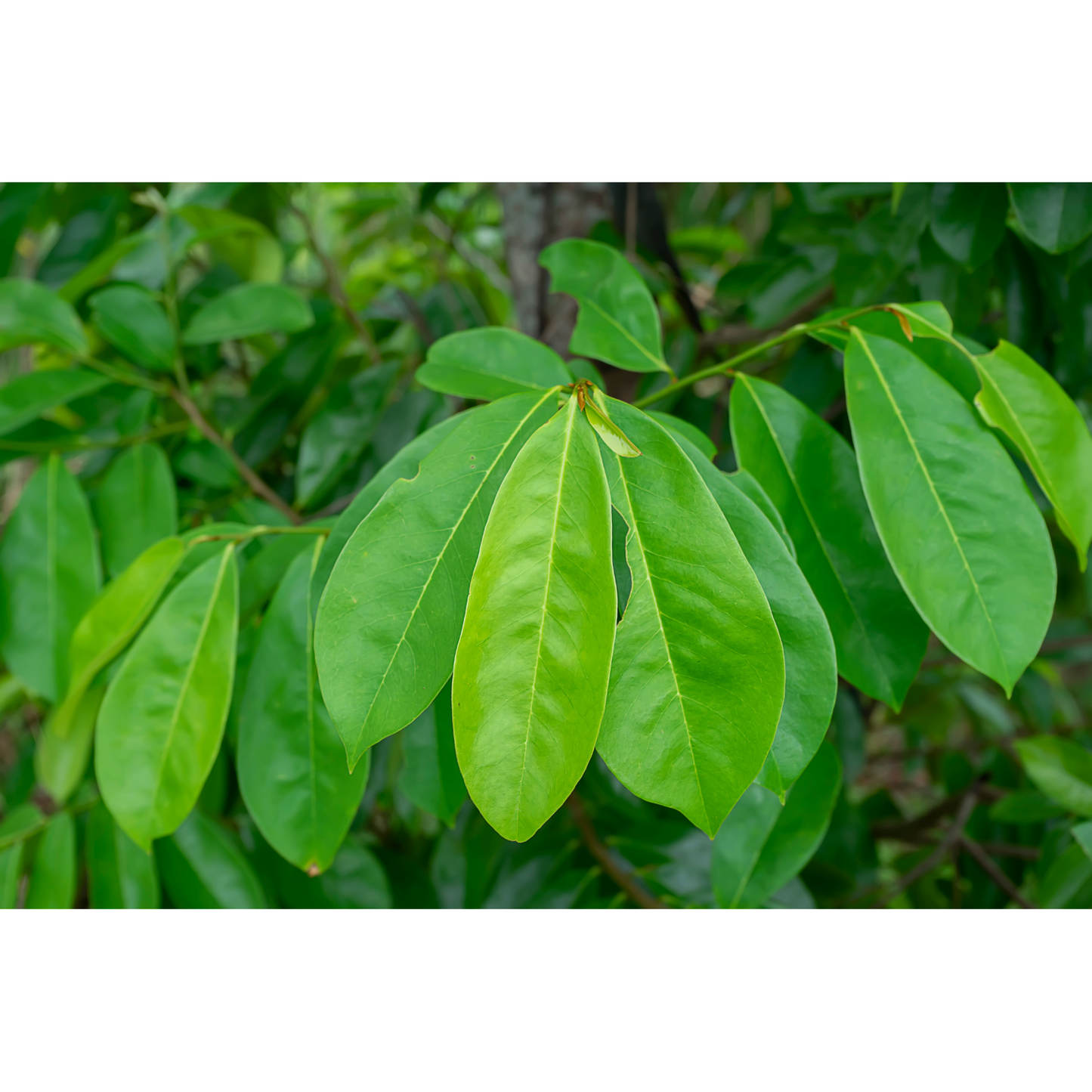 Soursop Leaves Tea Whole For Hoodoo, Rituals, Offerings to Deities