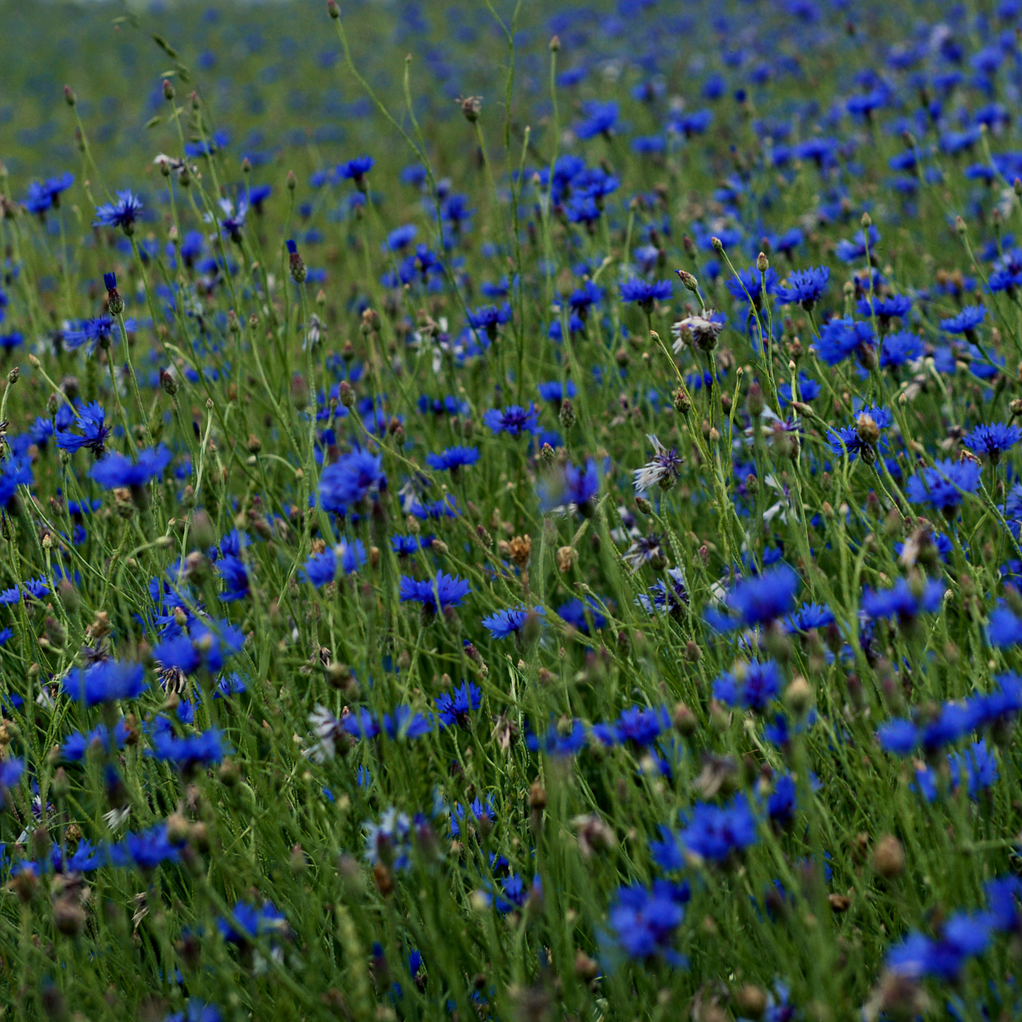 Cornflowers Petals Loose Leaf Herbal Blue Tea, Caffeine Free
