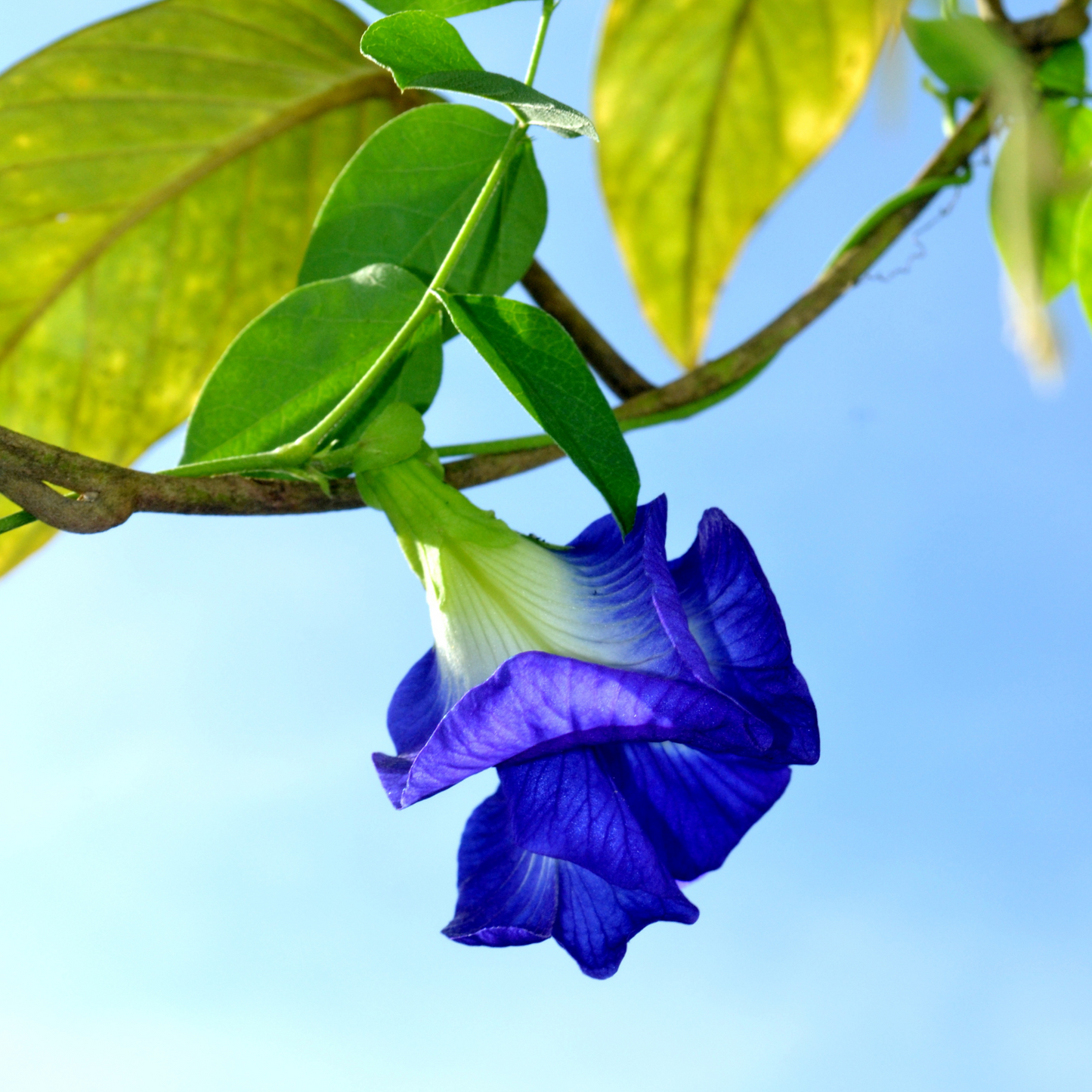 Witchy Pooh's Butterfly Pea Flower Loose Leaf Herbal Blue Colored Tea, Add Lime to Turn Purple!
