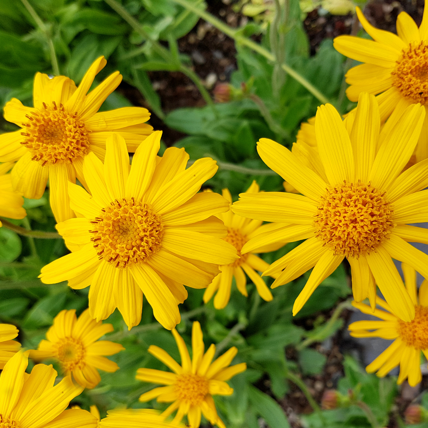 Arnica Flowers For Topical Pain Relief