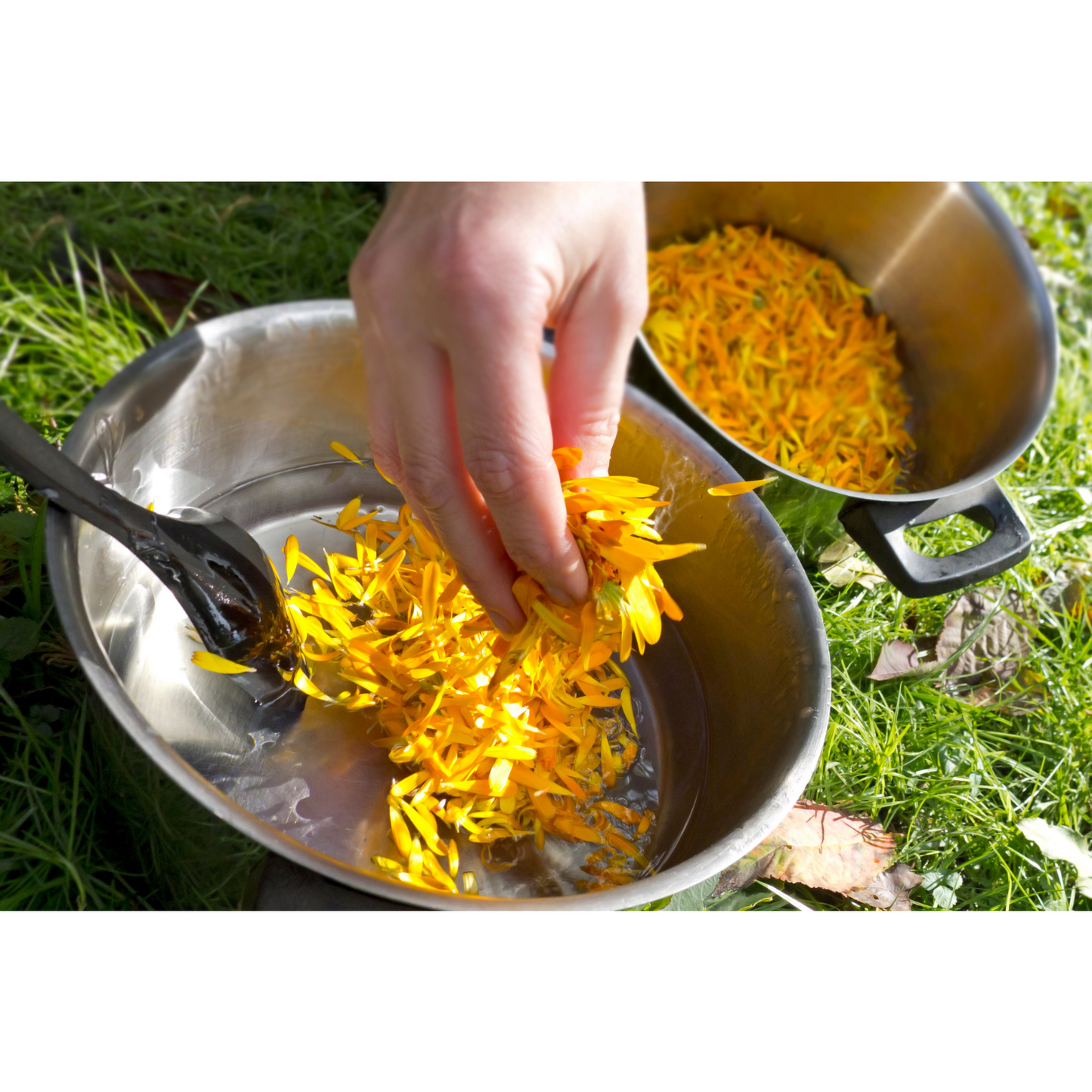 Arnica Flowers For Topical Pain Relief