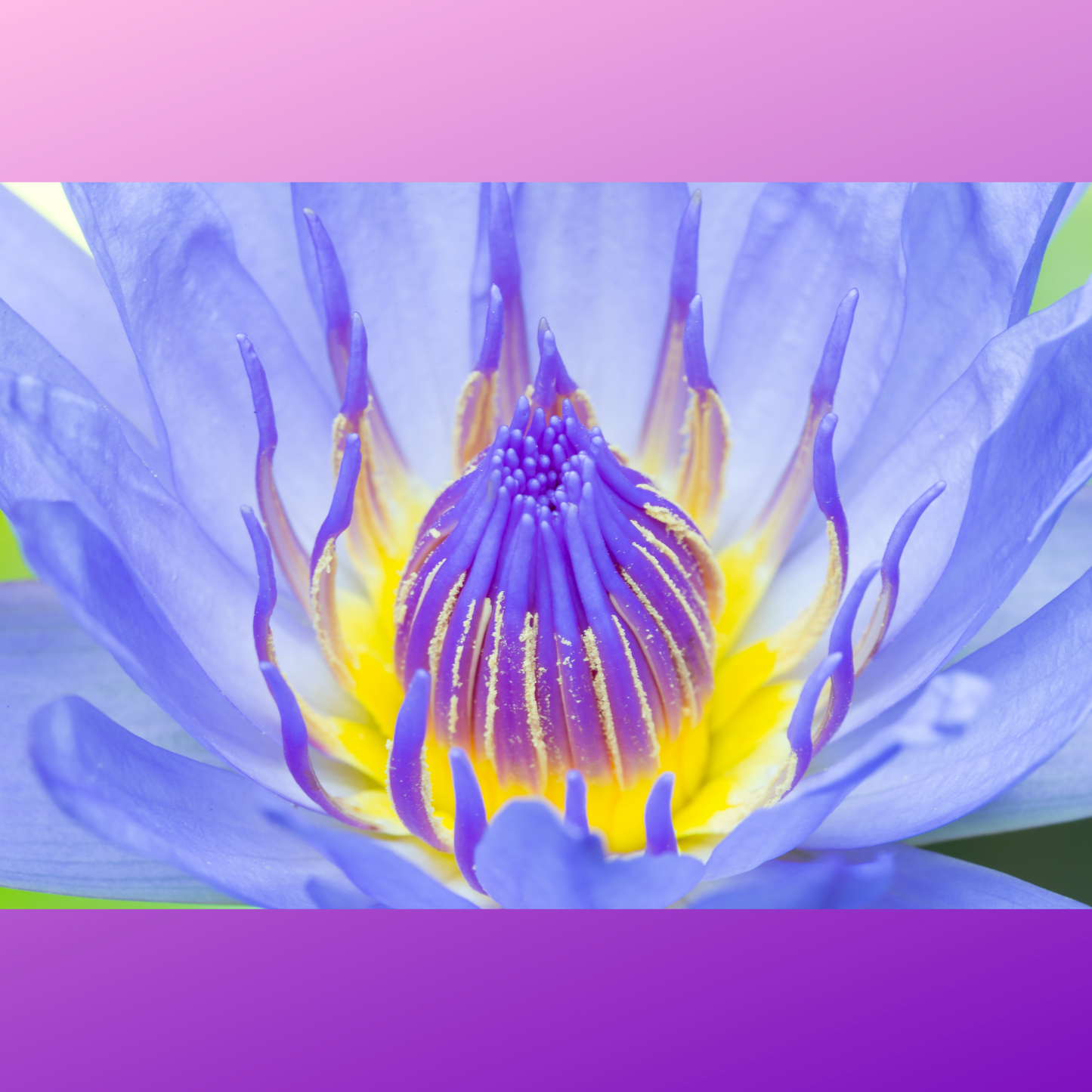 Lotus Flower, Blue, Yellow, Whole Flower Dried