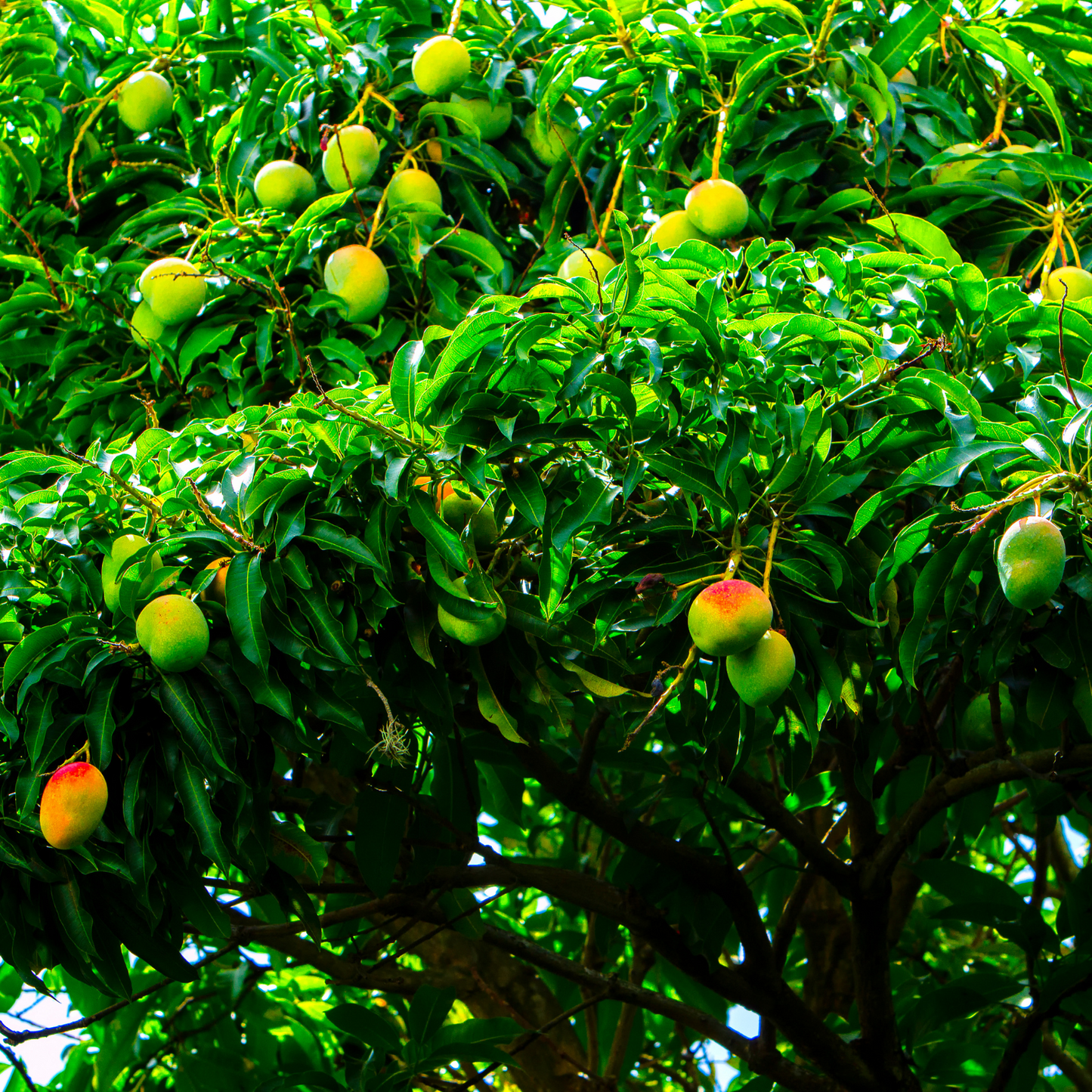 Morning Mango Loose Leaf Mango Fruit Flavored Black Tea