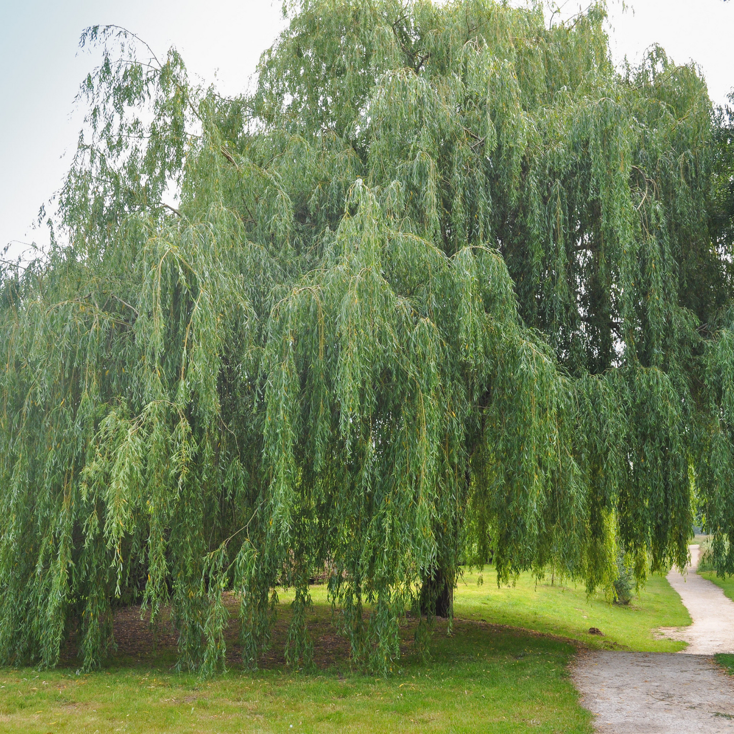 White Willow Bark The Best Pain Reliver and Anti-Inflammatory