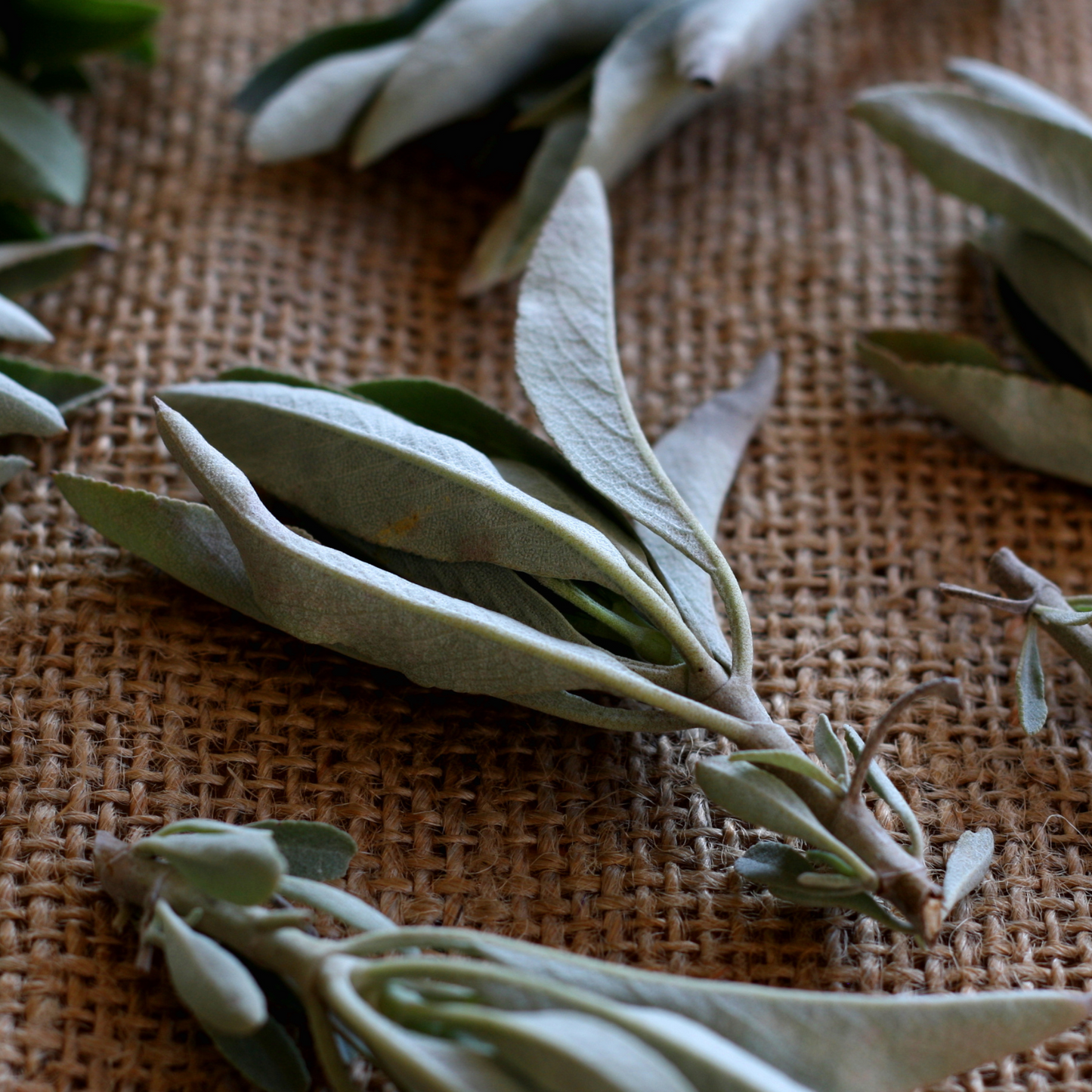 White Sage Whole Leaf for Smudging, Purification and Ritual