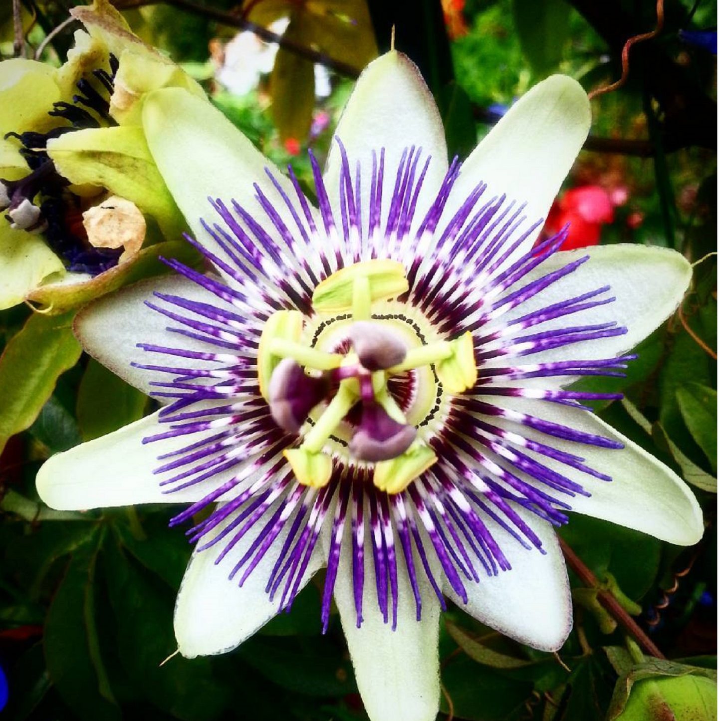 Witchy Pooh's Passion Flower Herb for Calmness, Love and Prosperity