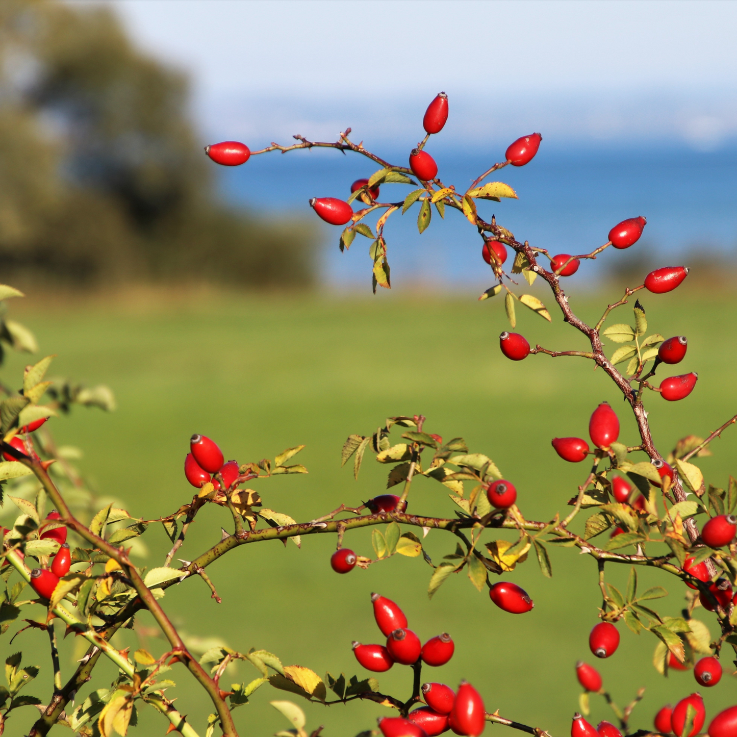 Rose Hips Fruit Whole For Love Spells and Rituals, Simmer Pots, Tea and Cooking