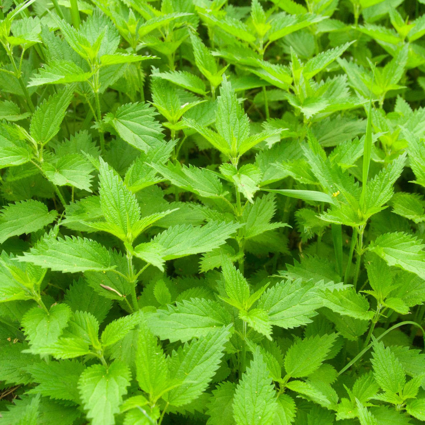 Stinging Nettle Leaf Herb For Protection from Harm, Ward Off Evil, Reverse Curses