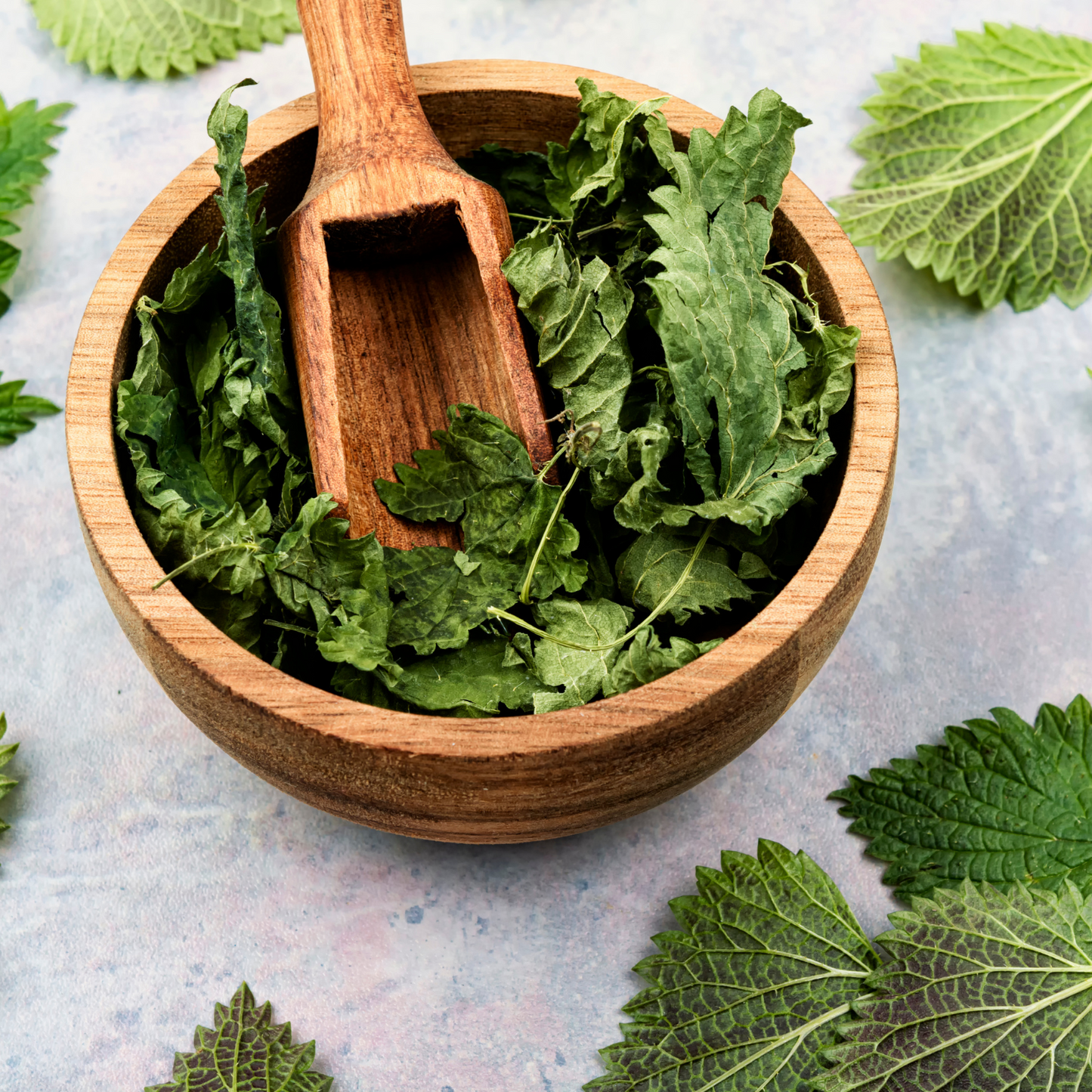 Witchy Pooh's Stinging Nettle Leaf Herb For Protection from Harm, Ward Off Evil, Reverse Curses
