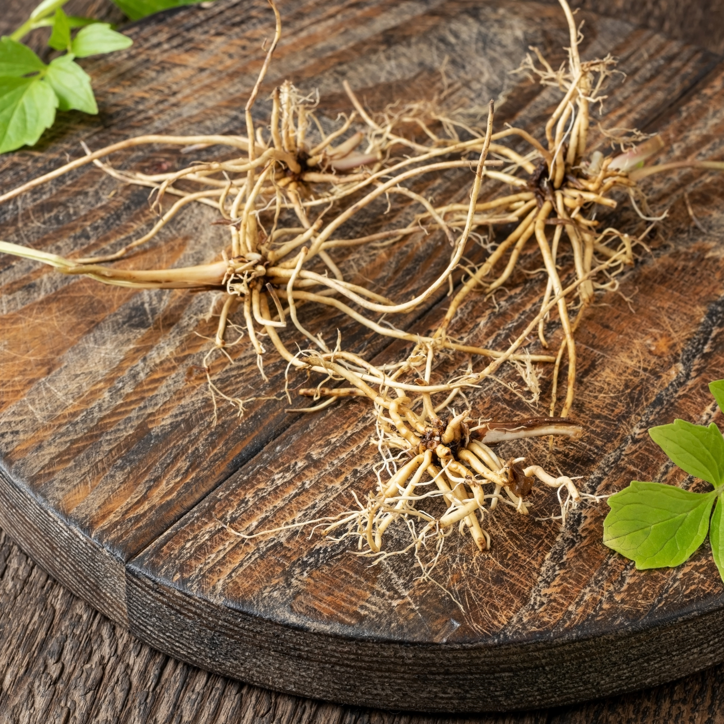 Witchy Pooh's Valerian Root For Anxiety Relief and Sleep Aid