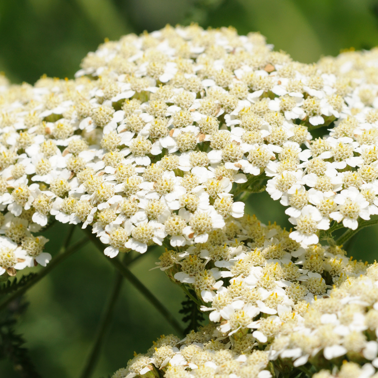 Yarrow Flowers Herb For Topical Wound Healing, Heighten Senses for Ritual and Intuition