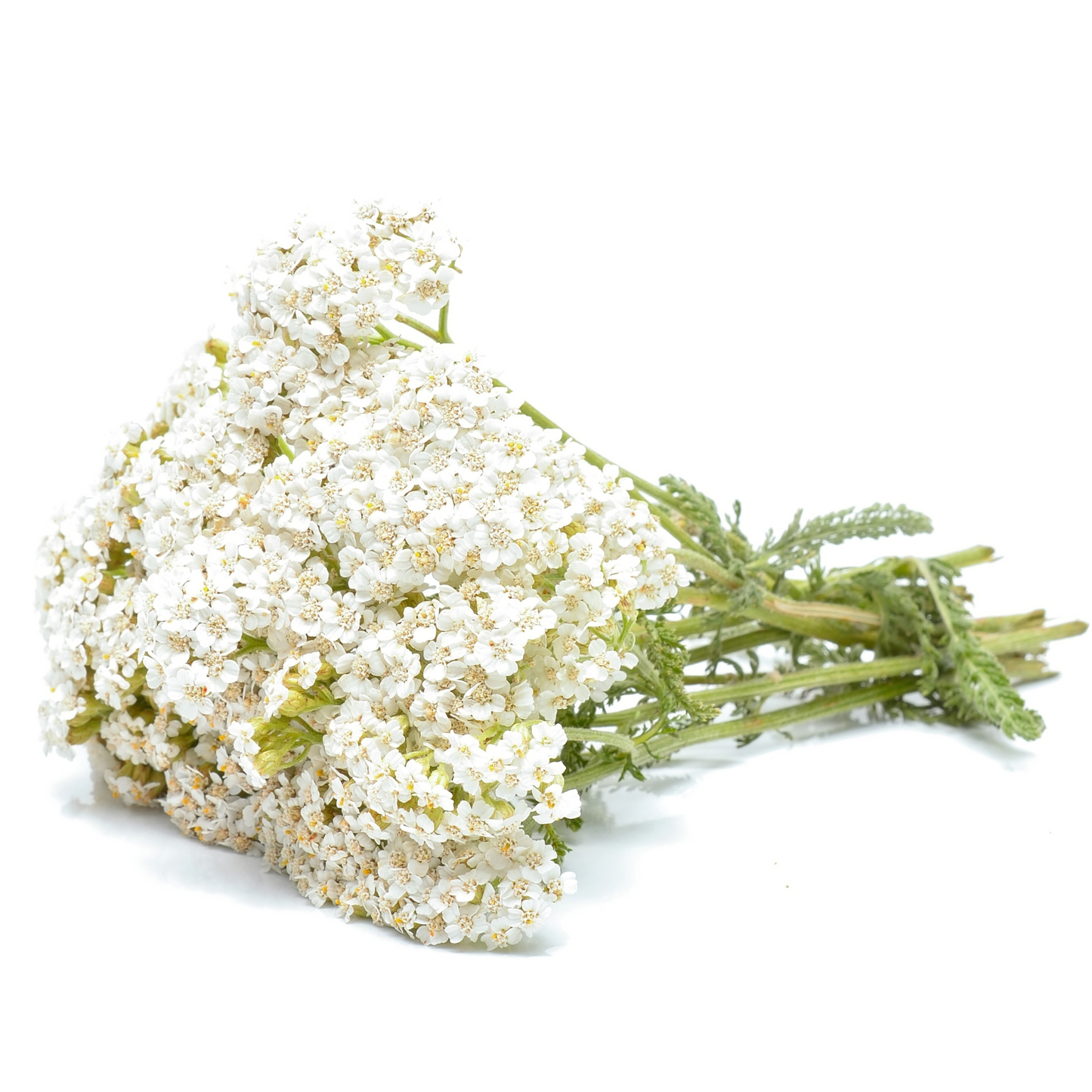 Yarrow Flowers Herb For Topical Wound Healing, Heighten Senses for Ritual and Intuition