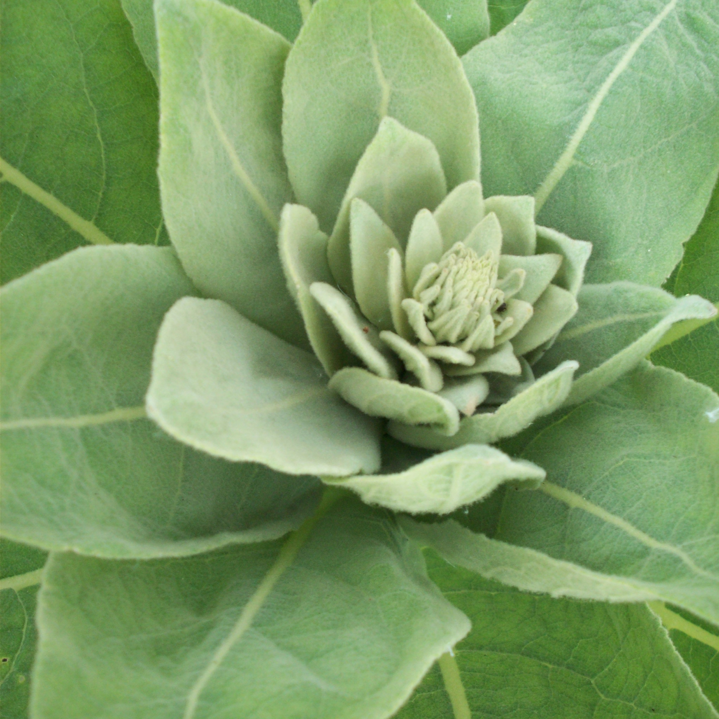 Witchy Pooh's Mullein Leaf Herb for Smudging, Ritual to Cleanse and Empower the Aura