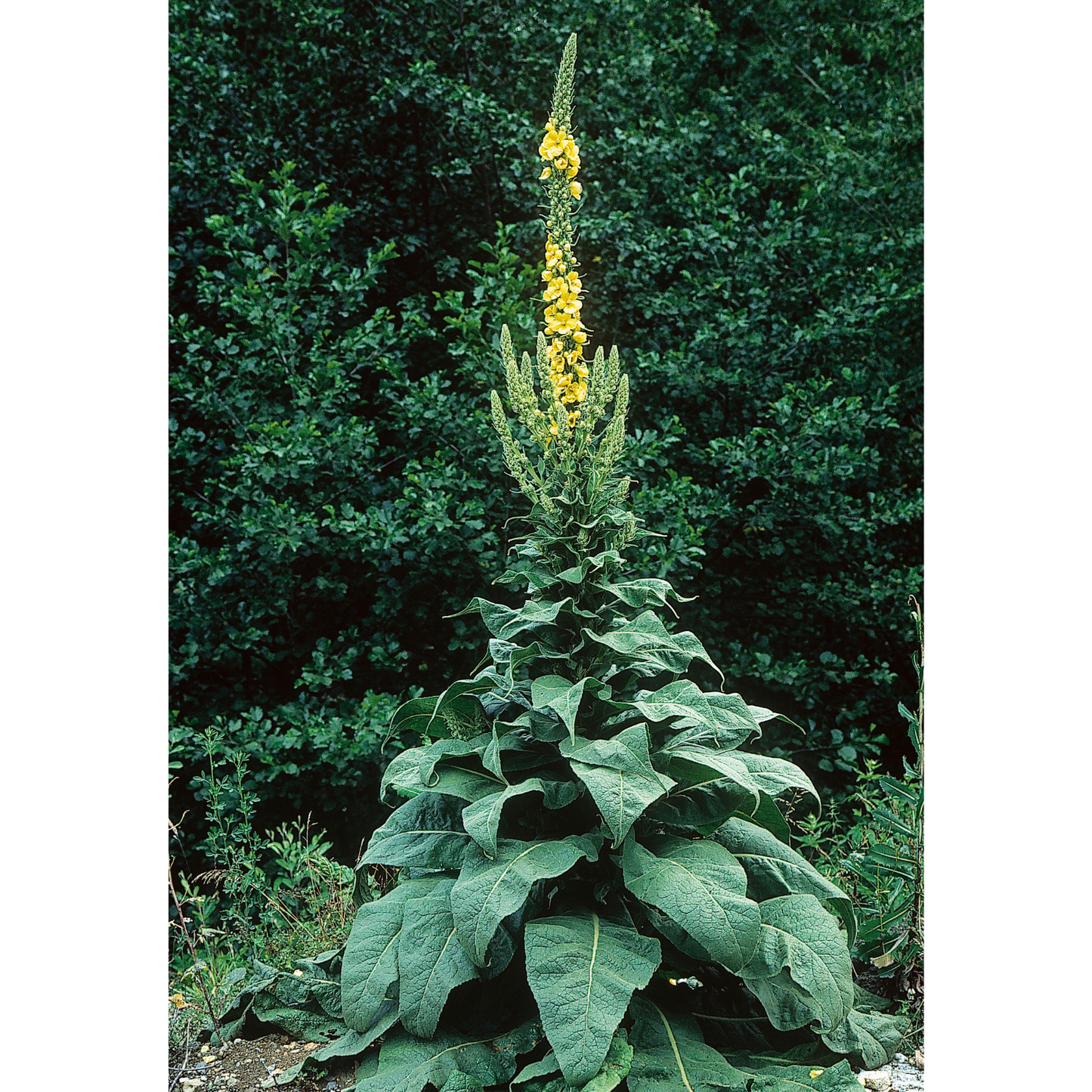 Mullein Leaf Herb for Smudging, Ritual to Cleanse and Empower the Aura
