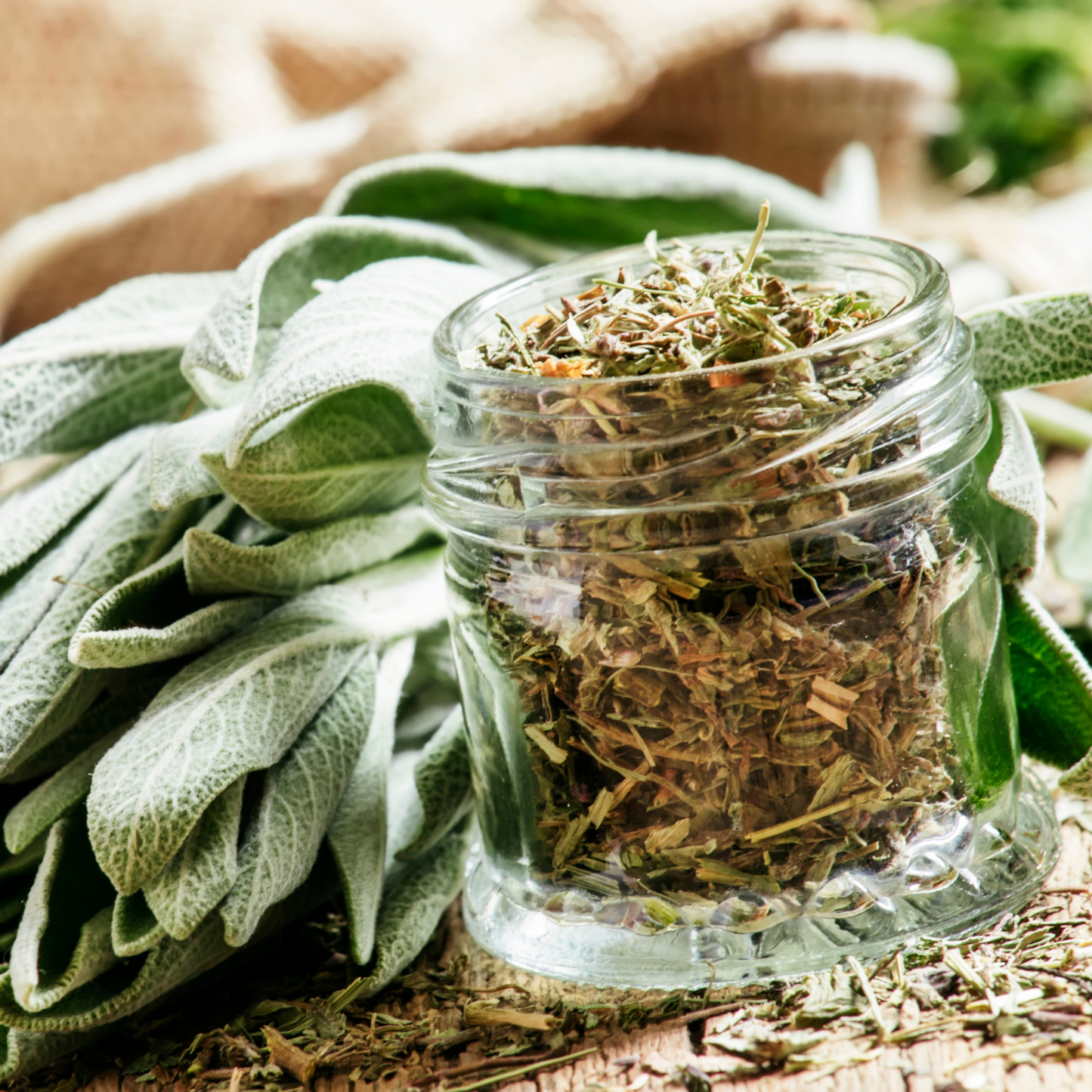 Sage Herb For Clearing Negative Energy Smudging and Air Purification of a Space