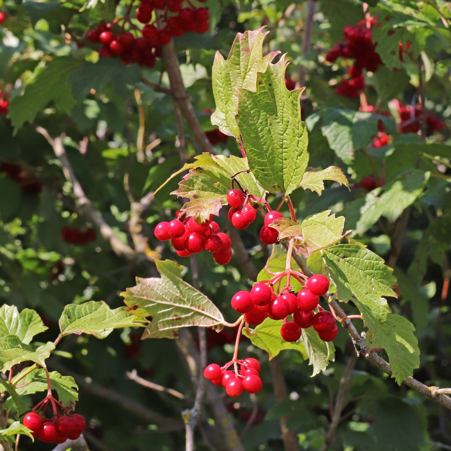 Hawthorn Berries For Rituals to Guide The Deceased to the Afterlife and Connection to the Fairy Realm