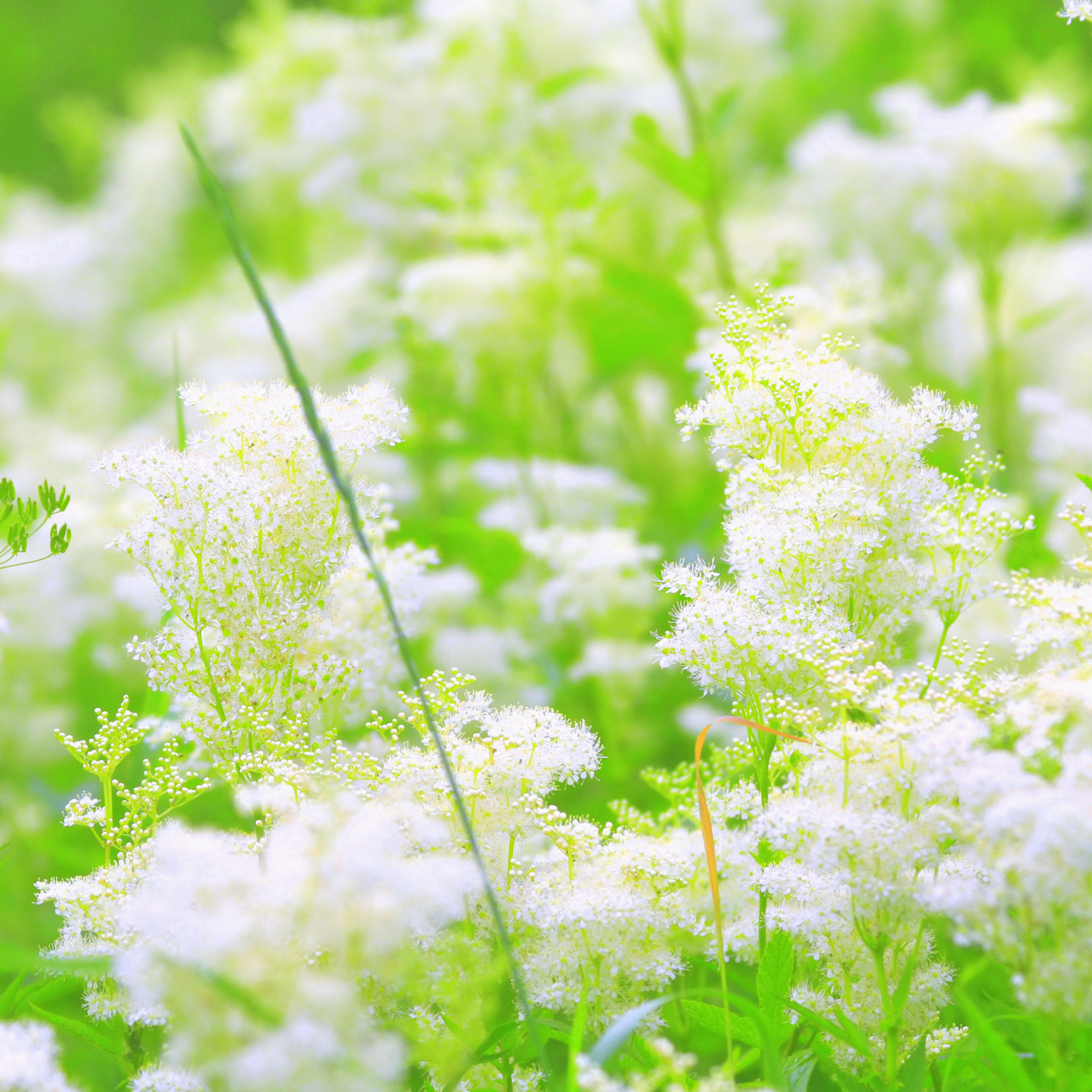 Meadowsweet Herb Symbolizes Healing, Peace, Mind and Body