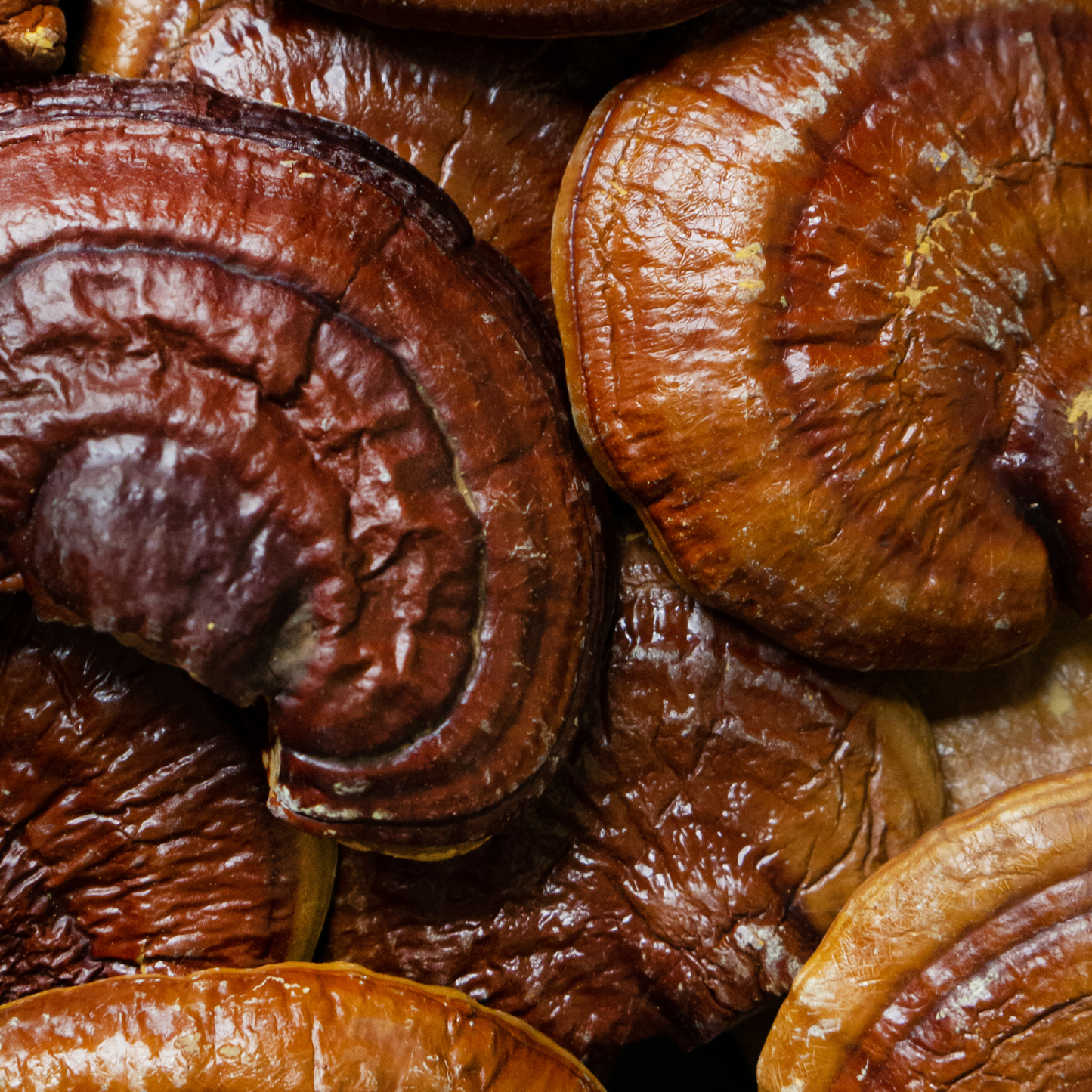 Reishi Mushrooms Large Whole Mushrooms For Apoptogenic Properties, Cooking, Teas and Smoothies