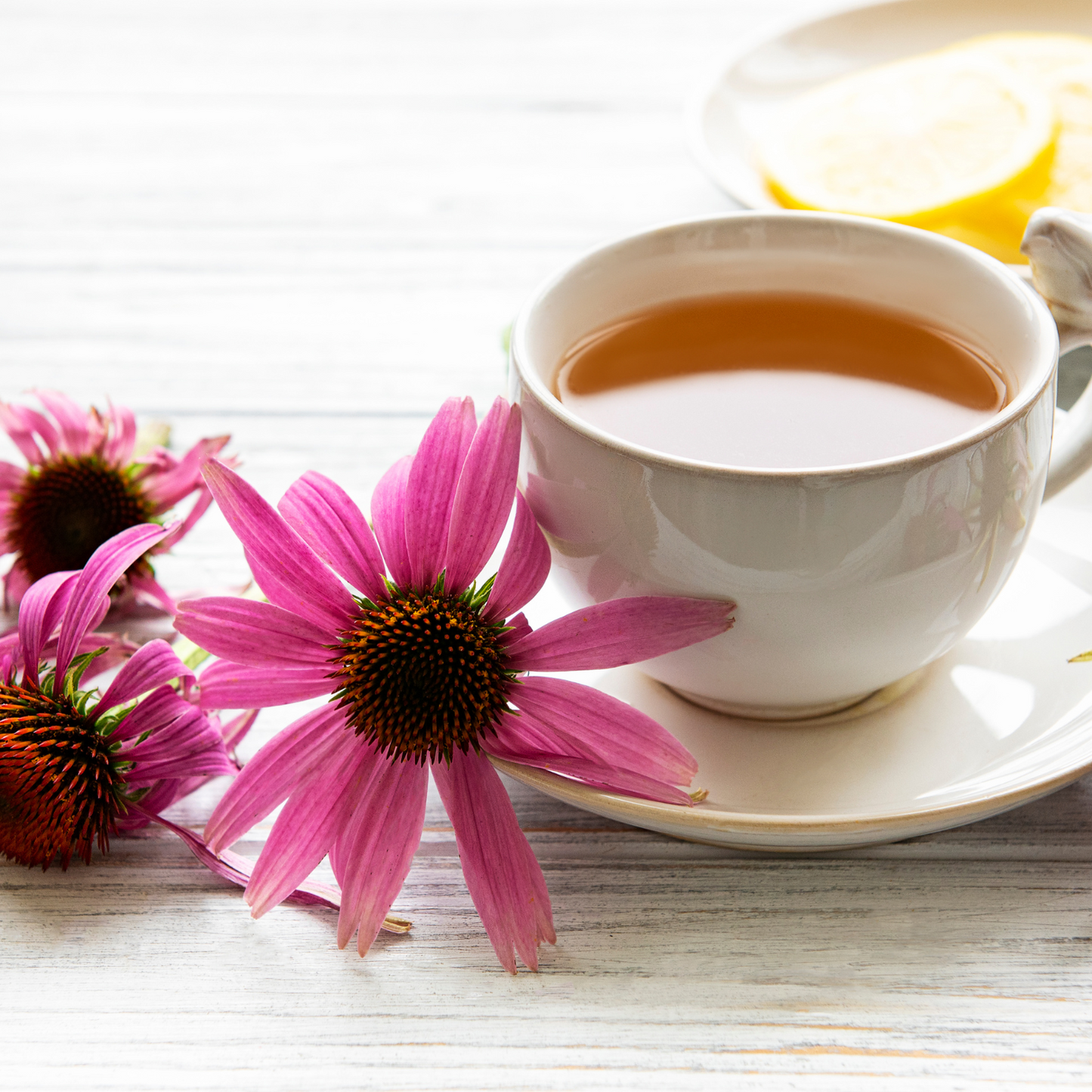 Echinacea Purpurea Loose Leaf Herbal Tea Unlocking Nature's Warrior Within Caffeine Free