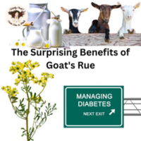 The Surprising Benefits of Goat’s Rue