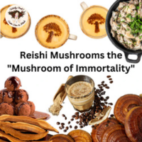 Reishi Mushrooms the “Mushroom of Immortality”